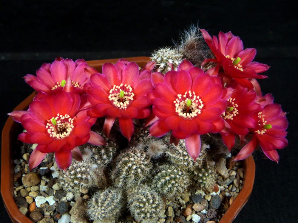 Chamaecereus